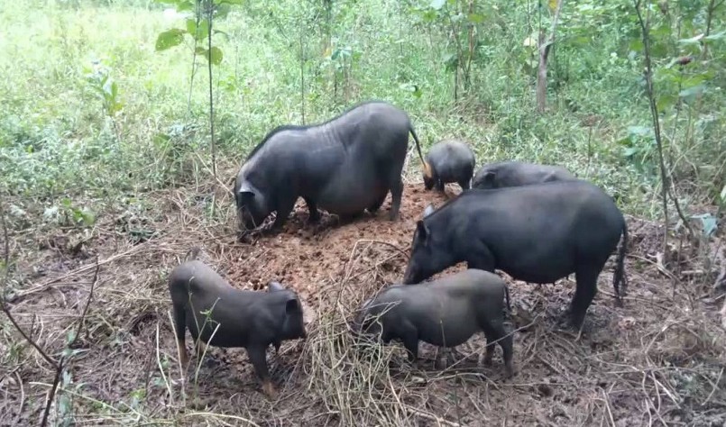 Thời điểm giáp Tết, giống lợn cắp nách này được nhiều người tìm mua.
