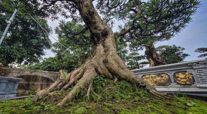 Hiện tại mỗi gốc tùng la hán tại Hà Tĩnh có giá từ 10-80 triệu đồng. Đặc biệt, một số gốc khủng có giá từ 200-370 triệu đồng.