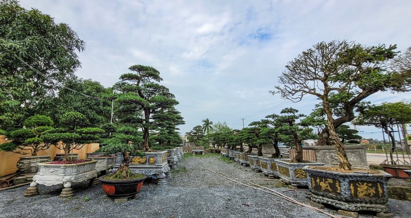 Trước đây, tùng la hán là loại cây quý hiếm, chỉ xuất hiện trong không gian cung điện là nơi sinh sống của các bậc vua chúa, các gia đình quý tộc giàu có để thể hiện sự uy nghi và bề thế.