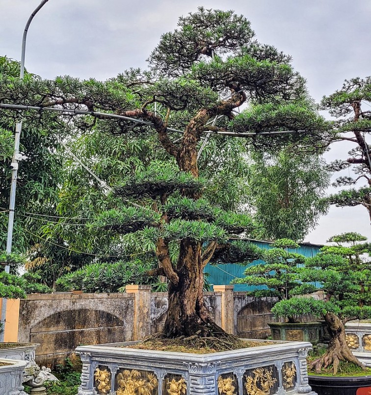 Cây tùng la hán đẹp về dáng thế và ý nghĩa về mặt phong thủy nên được ưa chuộng trong ngày tết.