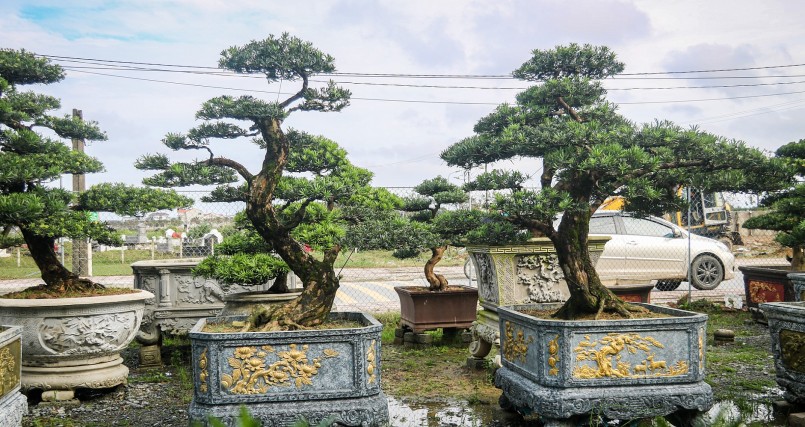 Những gốc tùng la hán khổng lồ sẫn sùi, gân guốc vì sương gió như \'ngọa hổ tàng long\'.