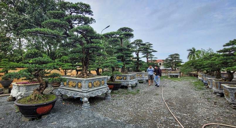 Anh Đỗ Duy Hiệu (chủ vườn cây cảnh tại TP Hà Tĩnh) cho biết, hiện nay, tùng la hán đã được nhân giống và trở thành loại cây được giới chơi cây cảnh ưa chuộng. Vào dịp Tết, thị trường tiêu thụ loại cây này càng sôi động hơn.