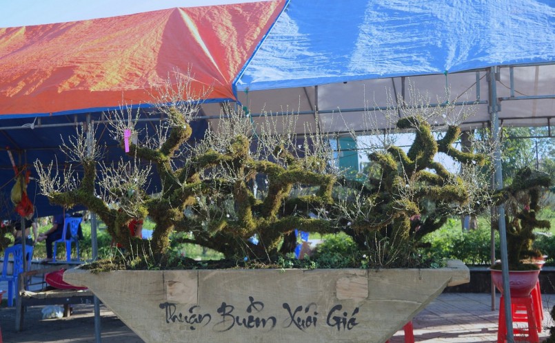 quá trình chăm sóc cây và tạo thế người thợ phải mất đến hàng chục năm.