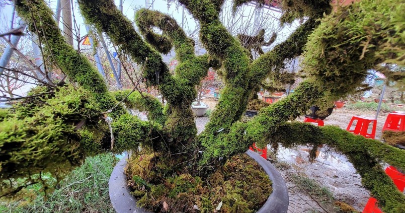 Gốc và cành cây đều phủ một lớp rong rêu xanh mướt.