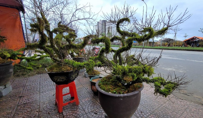 Vì là loại cây độc lạ, mang thiên hướng phong thủy nên nhất chi mai thu hút rất nhiều người tới xem.