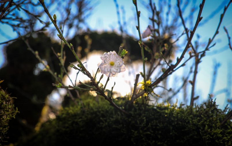 3 cây nhất chi mai cùng uốn lượn trên chiếc thuyền gỗ giống như những con rồng đang trỗi dậy.