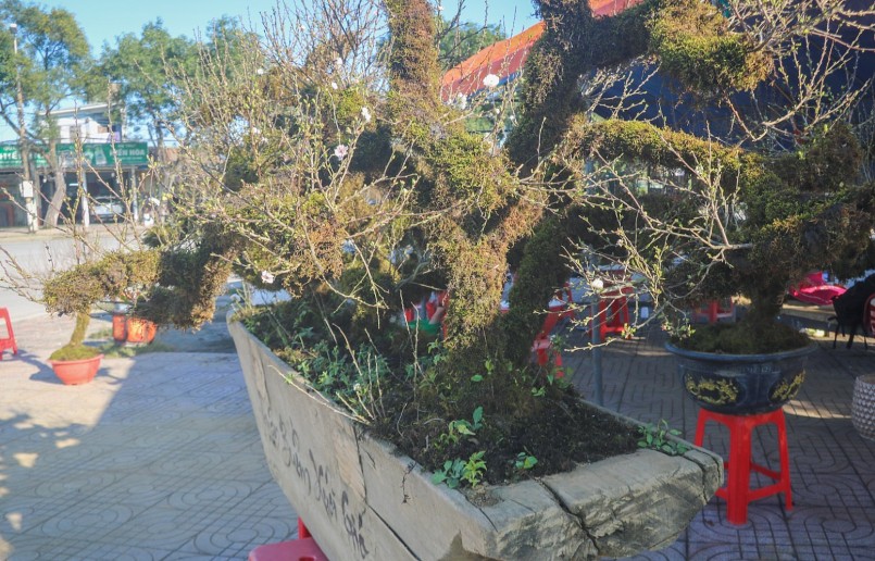 Thuyền gỗ có chiều dài khoảng 3m, bên trong con thuyền có chứa đất, phân hữu cơ và các chất dinh dưỡng cần thiết cho cây sinh trưởng.