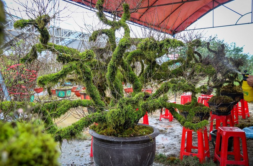 Những cây nhất chi mai còn lại có giá từ 3-10 triệu đồng tùy kích thước, mẫu mã.