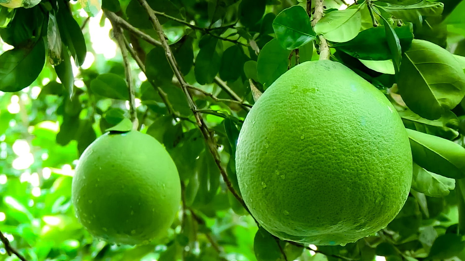 Nhớ đặt 5 loại quả này trên bàn thờ dịp Tết để cả năm phát tài bình an