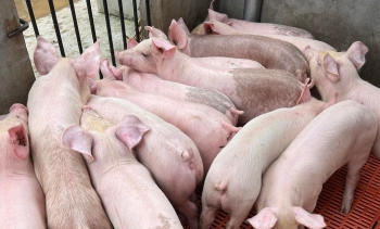 Giá heo hơi hôm nay 20/1 lượng tiêu thụ tăng gấp đôi, vì sao giá heo vẫn không tăng?