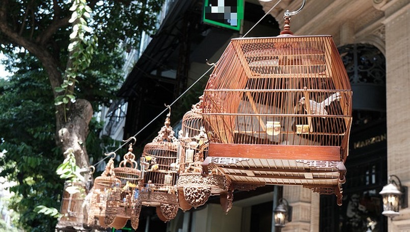 Anh cũng thường xuyên mang những chú chim đột biến ra bên ngoài, nhiều người đi đường tò mò khi nghe tiếng chim hót líu lo.