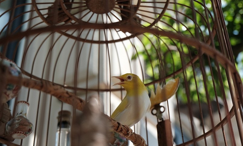 Chú chim hoàng khuyên đột biến với lông vàng óng mượt, hót líu lo rất hay.