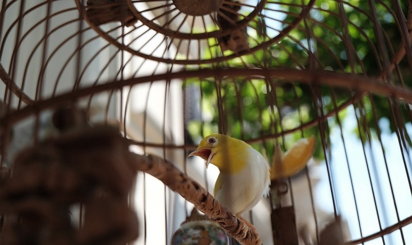 Hoàng khuyên có sự mê hoặc kỳ lạ bởi ngoài màu lông đẹp, còn là con chim vừa hót hay, đấu tốt.