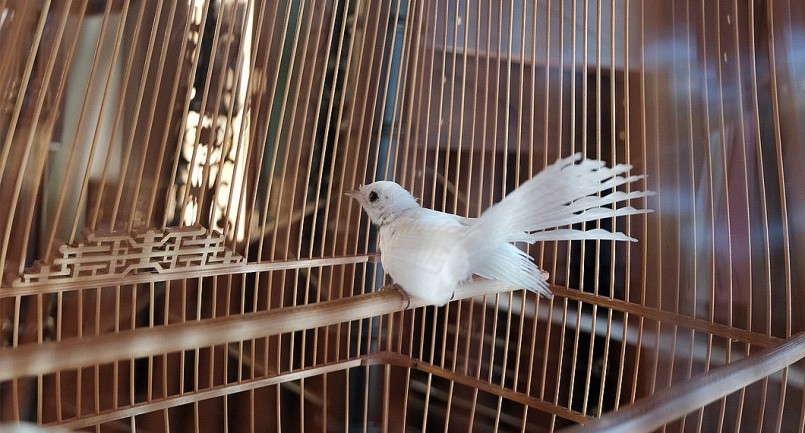 Đây là chú rẻ quạt bạch tạng. Loại chim này ưa nhảy nhót, hót lảnh lót và xòe cánh rất đẹp.