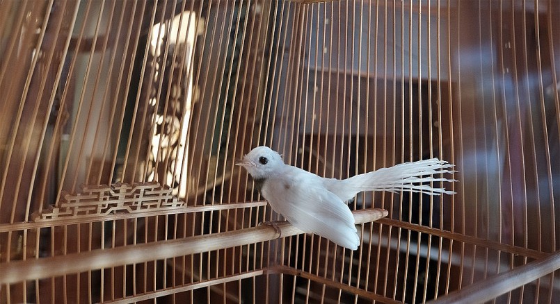 Ấn tượng nhất là ở cổ chú chim này có phần lông màu đen tựa như đeo dây chuyền rất đẹp