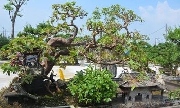 Siêu phẩm ổi trăm tuổi độc lạ và cuộc ngã giá tiền tỷ không thành