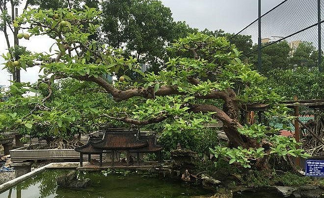 Cây ổi đào gần trăm tuổi có dáng thế độc đáo.