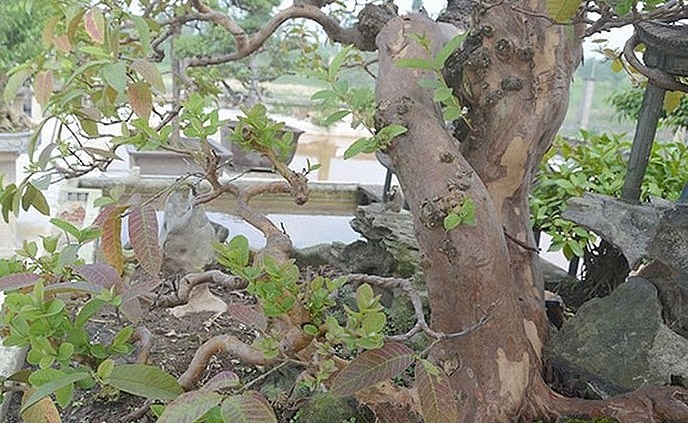 Cây ổi cổ thụ có dáng thế song hoành độc lạ.