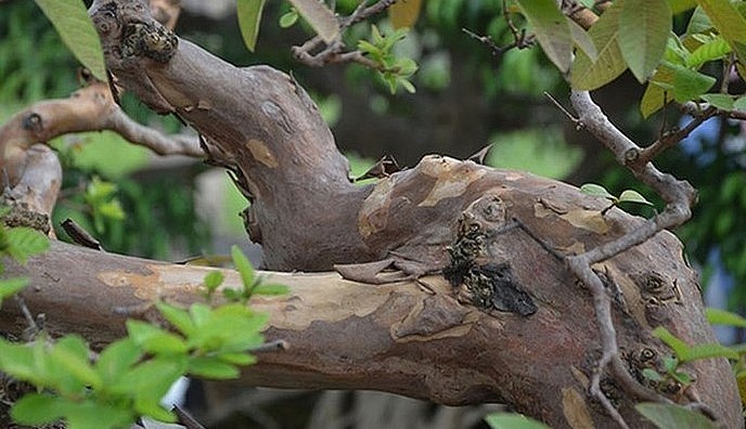 Thân cây ổi cổ thụ vẫn ra mầm non.