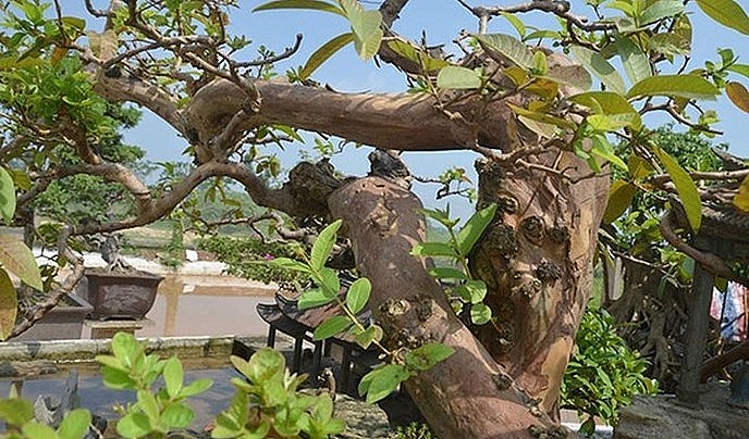 có rất nhiều du khách, người chơi cây đến xem và tỏ vẻ ngạc nhiên, trầm trồ về vẻ đẹp, dáng của cây