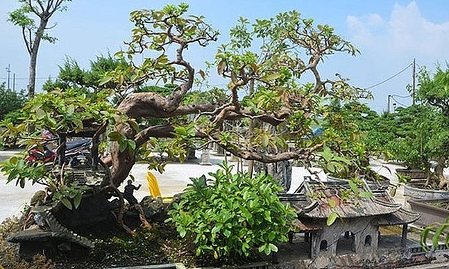 siêu cây ổi cổ thụ gần 100 tuổi với thế song hoành rất độc đáo.