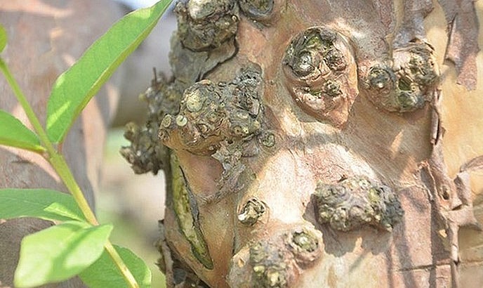 Thân cây ổi cổ thụ nổi những u cục rất đẹp mắt.