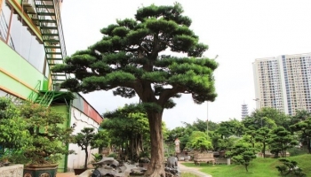 Cây tùng la hán 300 tuổi đổi bằng căn nhà phố cổ, đại gia quý hơn báu vật