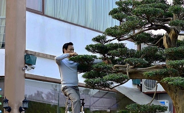 Ông Thành tự tay chăm sóc tỉ mỉ cho cây tùng bạc tỷ. Ông Thành tự tay chăm sóc tỉ mỉ cho cây tùng bạc tỷ.