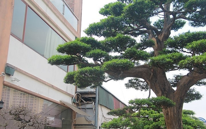 Được chăm sóc và tạo hình theo phương pháp và phong cách riêng nên cây tùng la hán của nghệ nhân Thành không giống bất cứ cây tùng nào trong làng cây cảnh Việt Nam. Được chăm sóc và tạo hình theo phương pháp và phong cách riêng nên cây tùng la hán của nghệ nhân Thành không giống bất cứ cây tùng nào trong làng cây cảnh Việt Nam.