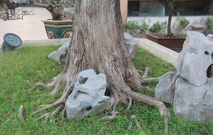 Gốc cây tùng la hán 300 tuổi toát lên vẻ khô mộc cổ thụ. Gốc cây tùng la hán 300 tuổi toát lên vẻ khô mộc cổ thụ.