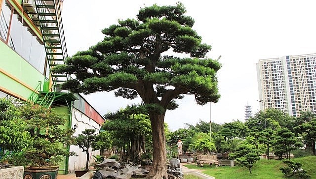 Siêu cổ thụ tùng la hán 300 tuổi từng được đổi bằng cả căn nhà trên phố Lò Đúc được đánh giá là có giá trị bậc nhất Việt Nam. Siêu cổ thụ tùng la hán 300 tuổi từng được đổi bằng cả căn nhà trên phố Lò Đúc được đánh giá là có giá trị bậc nhất Việt Nam.