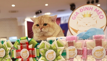 Kinh ngạc thú chơi mèo cảnh, vì sao sẵn sàng chi vài chục triệu cho thú cưng?