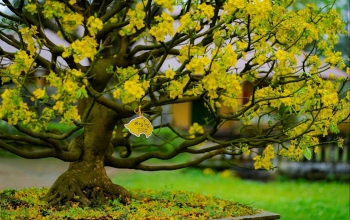 Tuyệt phẩm Hoàng mai Huế ngày Tết phảng phất hồn phong lưu chốn cung đình