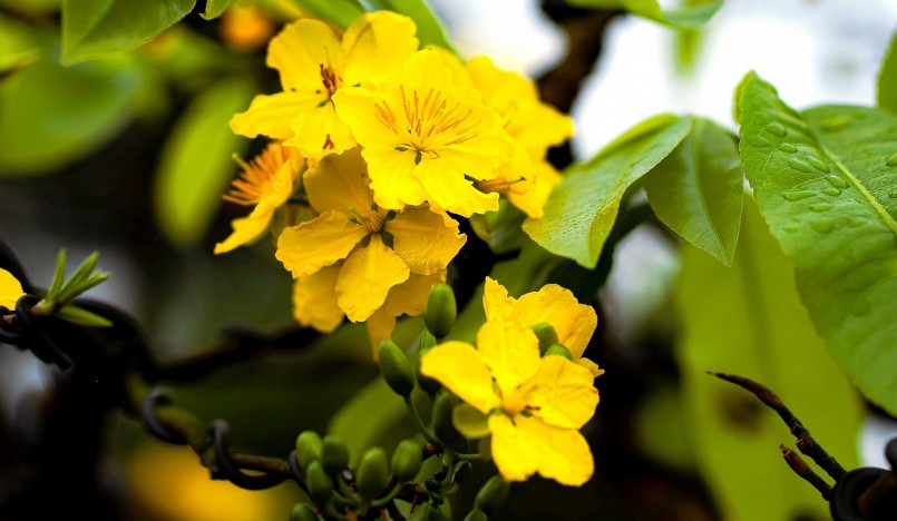 Mai vàng Huế có lộc xanh, cành lộc dày, hoa có cuống ngắn, 5 cánh màu vàng đậm, viền lượn sóng, mặt phẳng, các cánh xếp khít nhau, hương thơm dịu nhẹ. Đây là đặc tính cảm quan của Hoàng mai Huế, dùng để phân biệt các loại mai khác. Ảnh: Đình Hoàng.