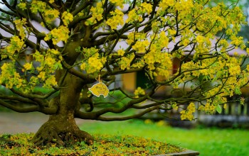 Tuyệt phẩm Hoàng mai Huế ngày Tết phảng phất hồn phong lưu chốn cung đình