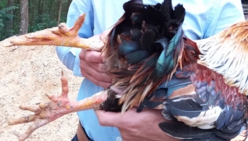 Gà sáu ngón quý hiếm giá gần triệu đồng/con, tết đến vào lùng mua cũng không có