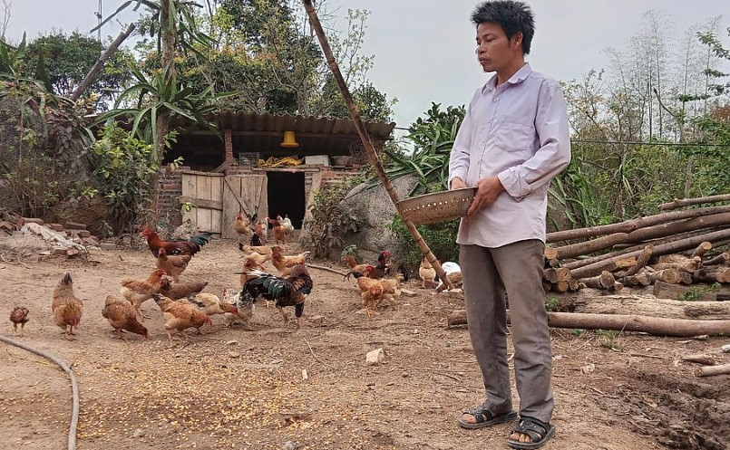 Gà sáu ngón được nhiều hộ dân trong xã Vân Sơn tích cực nhân giống.