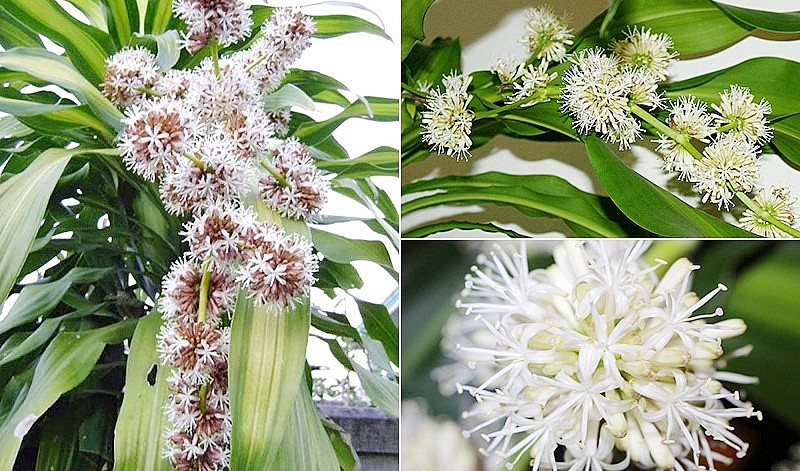  Cây phát tài ra hoa được xem là may mắn và cực kỳ tài lộc cho gia chủ.