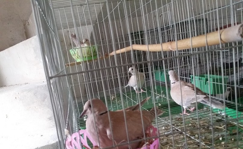 Thức ăn của chim cu gáy là các loại ngũ cốc dễ kiếm như: thóc, cám, ngô, đỗ xanh, kê, hạt cải…