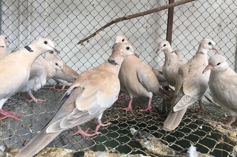 nuôi chim cu gáy Pháp không tốn nhiều diện tích chuồng trại. (Ảnh minh họa).