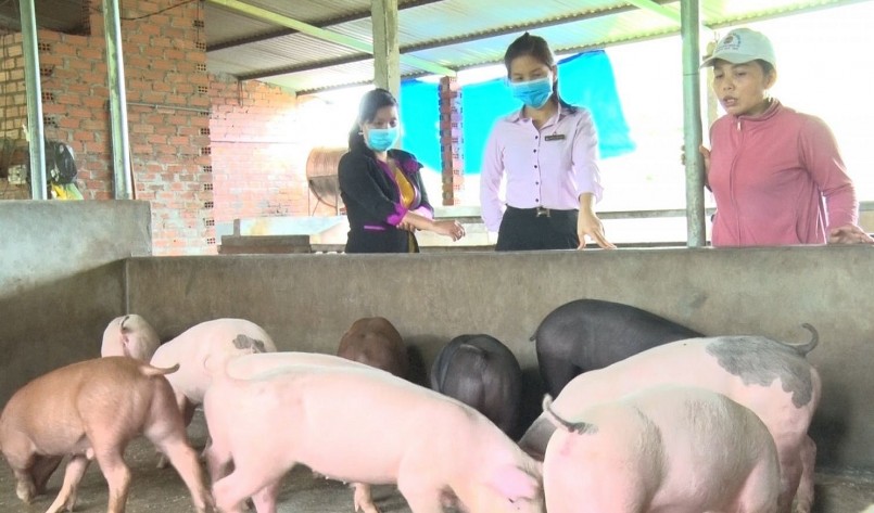 Giá heo hơi hôm nay (21/1) tiếp tục duy trì mức giá cũ khi cả nước không ghi nhận sự thay đổi mức giá so với hôm qua. 