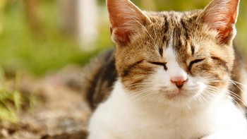 Sở hữu một chú mèo tam thể trong năm mới, tài lộc sẽ rồng rắn đến nhà