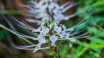 Công dụng tuyệt vời của cây râu mèo mọc dại ở Việt Nam