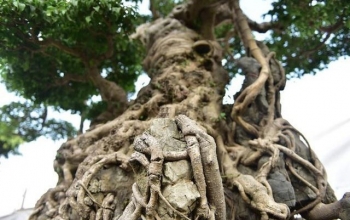 Cây sanh cổ độc long kim cương 22 tỷ và chuyện bí ẩn trong nghề