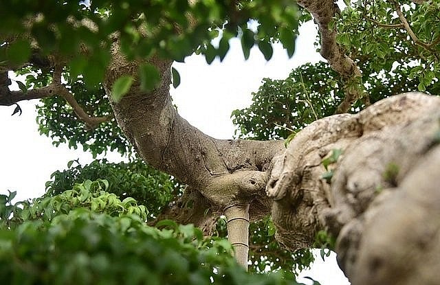 Sau khi mua cây sanh về, ông Hòa phá tán cũ và bị coi là phá hoại, bị từ mặt, ai ngờ tạo nên siêu phẩm sanh 22 tỷ.