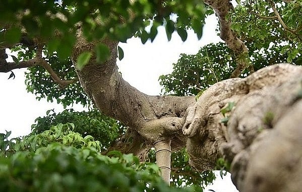 Ông Hòa tự tin cho rằng độc long kim cương là số một, trên đời không có cây thứ hai.