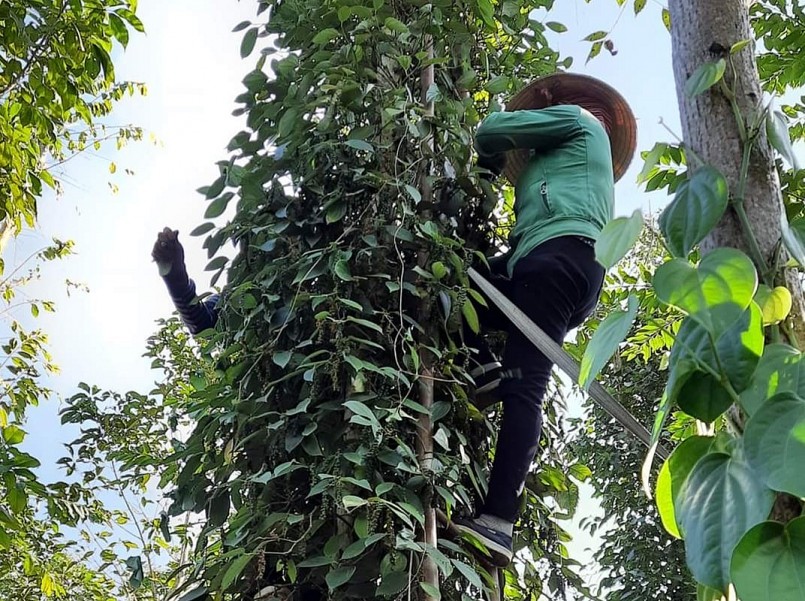 Giá nông sản hôm nay chờ đợi những đột phá mới của giá tiêu sau đợt nghỉ Tết. Giá nông sản hôm nay chờ đợi những đột phá mới của giá tiêu sau đợt nghỉ Tết.