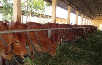 Bí quyết nuôi bò vỗ béo mỗi năm bán 500 con, bỏ túi 2 tỷ đồng của anh nông dân vùng biển