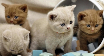 Chơi mèo cảnh vừa có bầu bạn giới trẻ còn kiếm bộn tiền