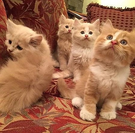 Mèo con nhưng đều có giá tiền triệu. Mèo con nhưng đều có giá tiền triệu.